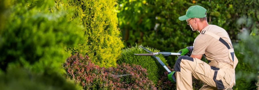 Tree & Shrub Care